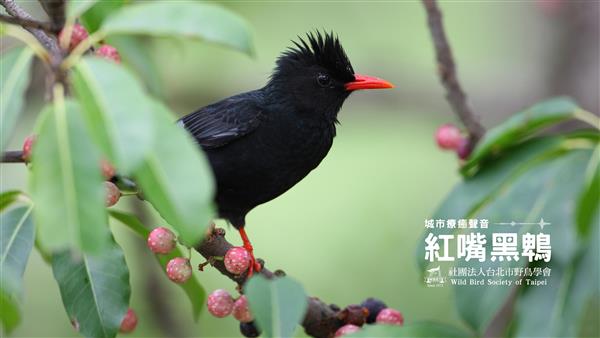 紅嘴黑鵯標題圖